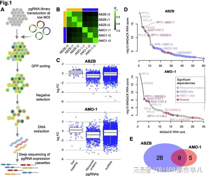 CRISPR筛选技术在多发性骨髓瘤治疗靶点研究中的作用(图2)