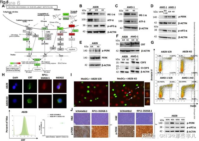 CRISPR筛选技术在多发性骨髓瘤治疗靶点研究中的作用(图7)