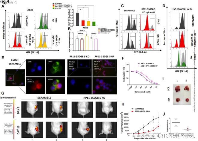 CRISPR筛选技术在多发性骨髓瘤治疗靶点研究中的作用(图5)