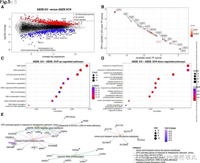CRISPR筛选技术在多发性骨髓瘤治疗靶点研究中的作用(图6)