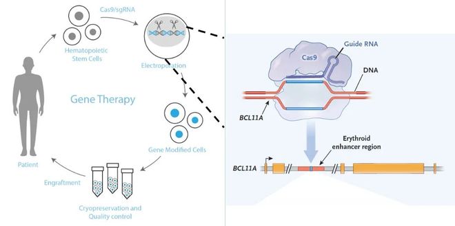 5年新生！邦耀生物全球首例CRISPR治愈β0β0型重度地贫患儿健康生活超5年(图3)